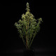 Насіння коноплі NYC Sour D autofem. Royal Queen Seeds