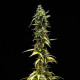 Насіння коноплі NYC Sour D autofem. Royal Queen Seeds