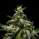 Насіння коноплі NYC Sour D autofem. Royal Queen Seeds