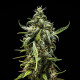 Насіння коноплі NYC Sour D autofem. Royal Queen Seeds