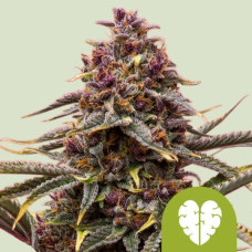 Pink Mist auto feminised (Royal Queen Seeds)