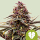 Семена конопли Pink Mist autofem. Royal Queen Seeds