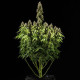 Семена конопли Pink Mist autofem. Royal Queen Seeds