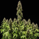 Семена конопли Pink Mist autofem. Royal Queen Seeds