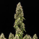 Семена конопли Pink Mist autofem. Royal Queen Seeds