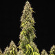 Семена конопли Pink Mist autofem. Royal Queen Seeds