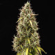 Семена конопли Pink Mist autofem. Royal Queen Seeds