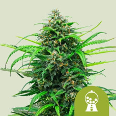 Pink Runtz auto feminised (Royal Queen Seeds)
