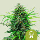 Насіння коноплі Pink Runtz autofem. Royal Queen Seeds