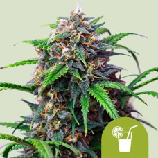 Purple Lemonade auto feminised (Royal Queen Seeds)