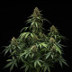 Насіння коноплі Purple Lemonade autofem. Royal Queen Seeds