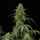 Насіння коноплі Purple Lemonade autofem. Royal Queen Seeds