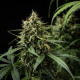 Насіння коноплі Purple Lemonade autofem. Royal Queen Seeds