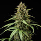 Насіння коноплі Purple Lemonade autofem. Royal Queen Seeds