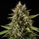 Насіння коноплі Purple Lemonade autofem. Royal Queen Seeds