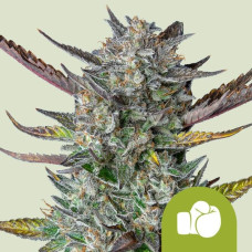 Purple Punch auto feminised (Royal Queen Seeds)