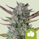 Насіння коноплі Purple Punch autofem. Royal Queen Seeds