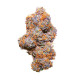 Насіння коноплі Purple Punch autofem. Royal Queen Seeds