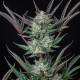 Насіння коноплі Purple Punch autofem. Royal Queen Seeds