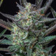 Насіння коноплі Purple Punch autofem. Royal Queen Seeds