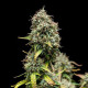 Насіння коноплі Purple Punch autofem. Royal Queen Seeds