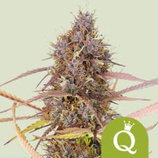 Purple Queen auto feminised (Royal Queen Seeds)