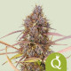 Семена конопли Purple Queen autofem. Royal Queen Seeds