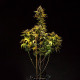 Семена конопли Purple Queen autofem. Royal Queen Seeds