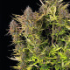 Семена конопли Purple Queen autofem. Royal Queen Seeds
