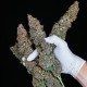 Семена конопли Purple Queen autofem. Royal Queen Seeds