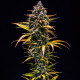 Семена конопли Purple Queen autofem. Royal Queen Seeds