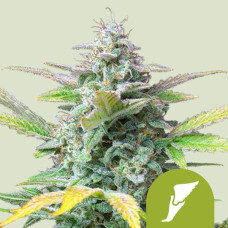 Quick One auto feminised (Royal Queen Seeds)