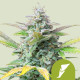 Насіння коноплі Quick One autofem. Royal Queen Seeds