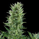 Насіння коноплі Quick One autofem. Royal Queen Seeds
