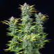 Насіння коноплі Quick One autofem. Royal Queen Seeds