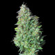 Насіння коноплі Quick One autofem. Royal Queen Seeds