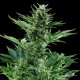 Насіння коноплі Quick One autofem. Royal Queen Seeds