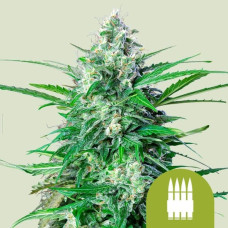 Royal AK  auto feminised (Royal Queen Seeds)