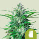 Семена конопли Royal AK  autofem. Royal Queen Seeds