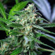 Семена конопли Royal AK  autofem. Royal Queen Seeds