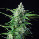 Семена конопли Royal AK  autofem. Royal Queen Seeds