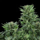 Семена конопли Royal AK  autofem. Royal Queen Seeds