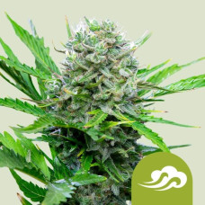 Royal Bluematic auto feminised (Royal Queen Seeds)