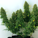Насіння коноплі Royal Bluematic autofem. Royal Queen Seeds