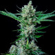 Насіння коноплі Royal Bluematic autofem. Royal Queen Seeds