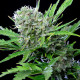 Насіння коноплі Royal Bluematic autofem. Royal Queen Seeds