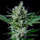 Насіння коноплі Royal Bluematic autofem. Royal Queen Seeds