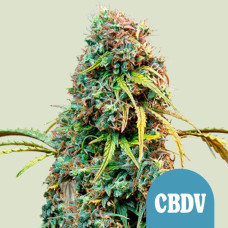 Royal CBDVmatic auto feminised (Royal Queen Seeds)