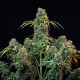 Насіння коноплі Royal CBDVmatic autofem. Royal Queen Seeds