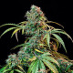 Насіння коноплі Royal CBDVmatic autofem. Royal Queen Seeds
